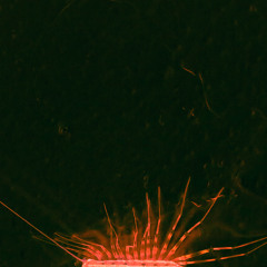 Built Red / Dolor & 18aC