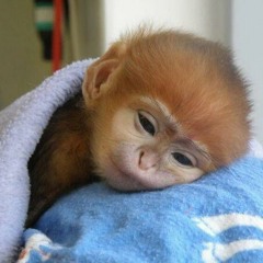 Ifti - Sejenak Tak kan Cukup