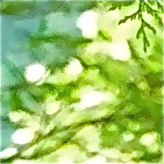 Light through the trees ...