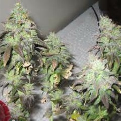 $MOKE ALL DAY---T-MULA BSM FT BURRO MAGIC & LOUDMAN DAN