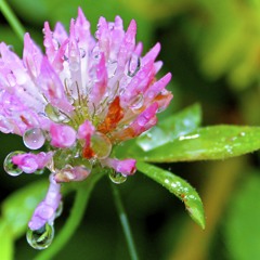 The Poem that made Imaam Ahmad Cryإذا ماقال لي ربي