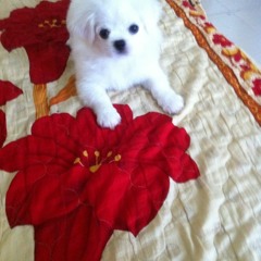 Co Giu Ly Tri - Vuong Anh Tu