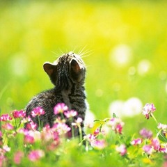 Sống Như Những Đóa Hoa