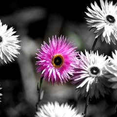 Айзам Хамтлаг - Хайрын Дууг Минь Сонсооч ( Үгтэй )