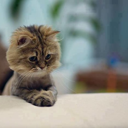 فينك يا حبيبي - خضر العطار