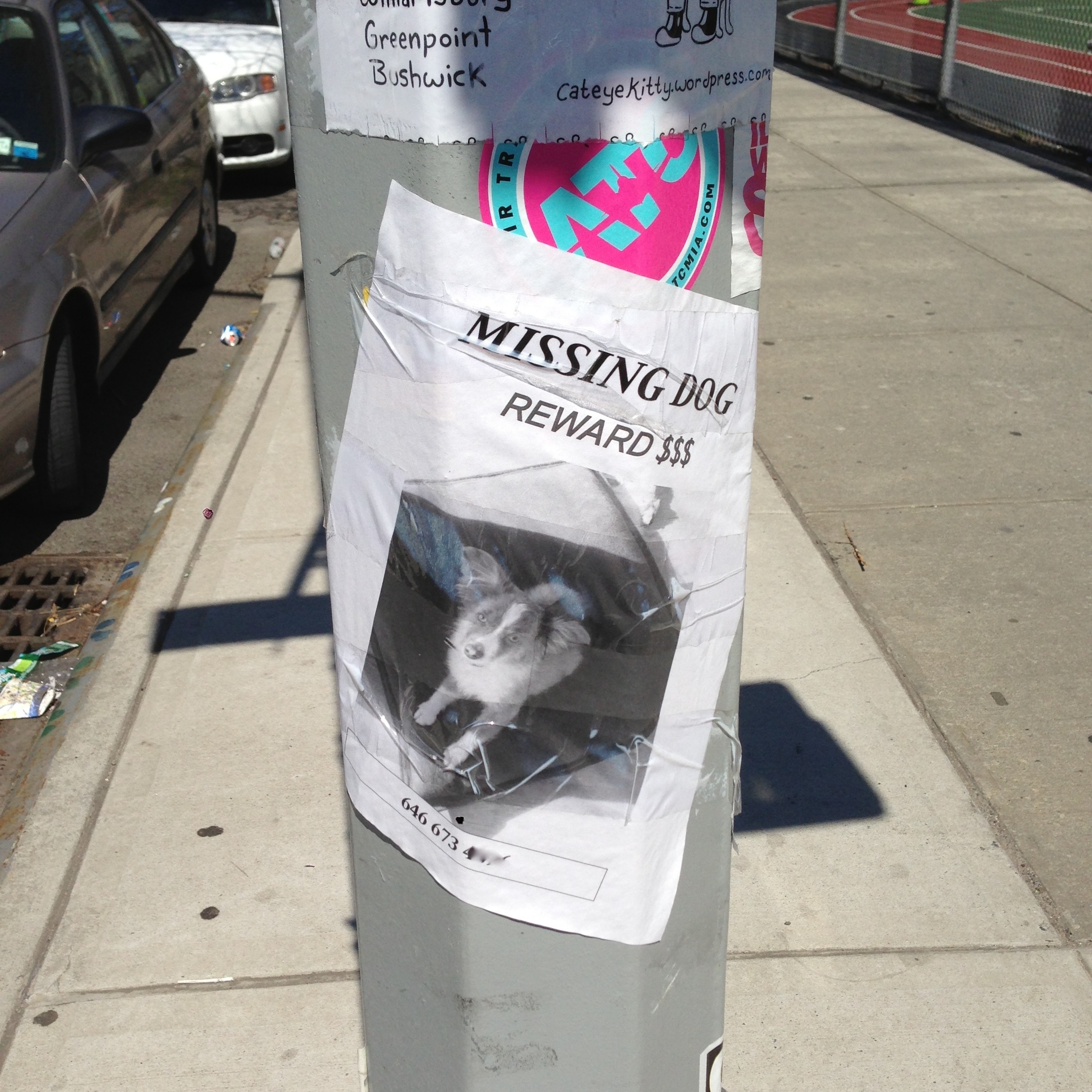 Missing Dog $$$ episode artwork