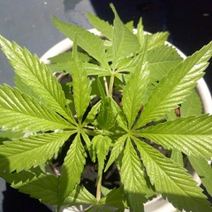 Ebotheplug seen it all