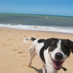 Será Que Vai Bater?