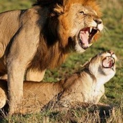"LET ME SEX YOU"