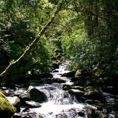 Woodland Realm