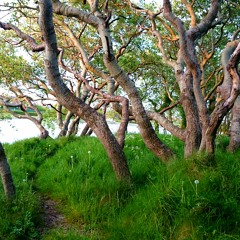 Venture into the Forest