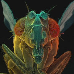 Fruit Fly Fiasco - Peza Remix