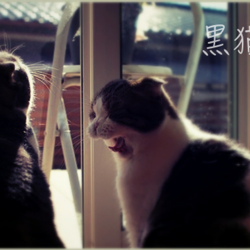 黒猫（Rec. by iPhone）