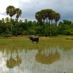 ពិសាខដើមឆ្នាំ