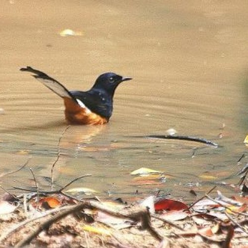 Kombinasi Air Dan Murai Batu By Aries Munandi On Soundcloud Hear