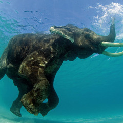 Underwater Love [alive]