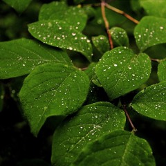 Schubert Moment musical no 3