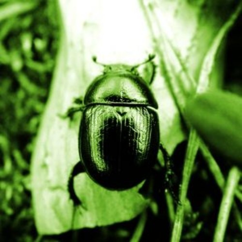 Green Bug - Nagging Metrics