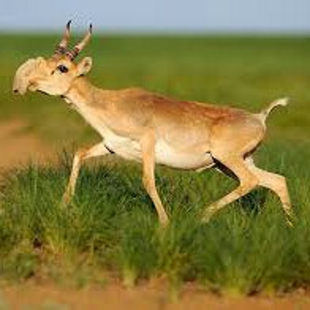 Веб-камерада жалаңаш Adui 453633.016 диаграммасы