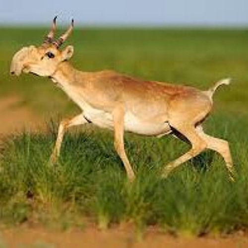 Жүктіліктің 2 аптасында жыныстық қатынасқа түсуді қалайсыз ба?