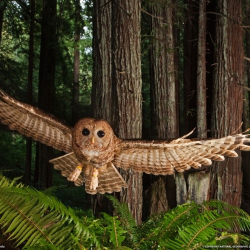Darkpsy / Forest