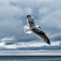 Seagull in a cloudy day