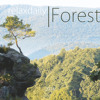 relaxdaily - Forest : must see the YouTube version!