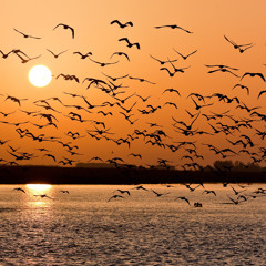 Coldplay - O (Fly On) Cover - Indri Aghnina feat. Dimas Kaisar