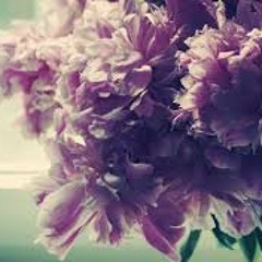 Stefan KC - Peonies