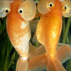 Goldfish Sauna (FREE DOWNLOAD)