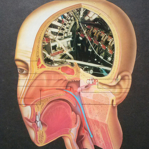 Evolution of Mind (sub-d29)