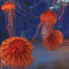 My lonesome Only Friend (RX Caracas Version)