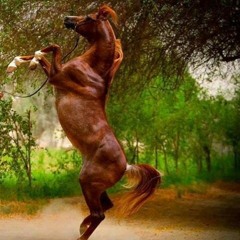 غزة انتصرت - علاء رضا ونادر صايل