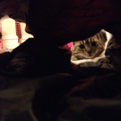 Wayfaring Stranger (In the style of Johnny Cash) with Jasmine Parry