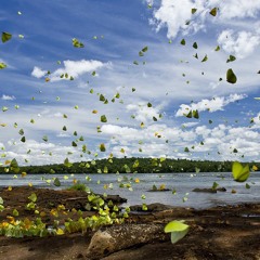 Sweet Pea (Amos Lee)