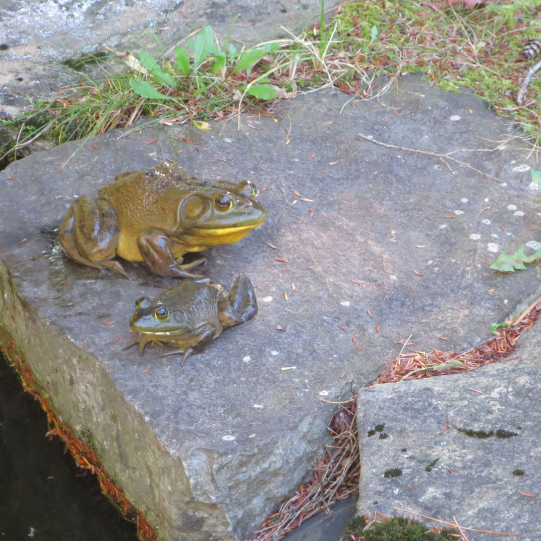 Rana Catesbeiana
