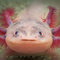 Ambystoma