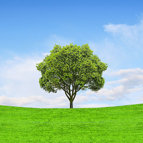 The Arbor Effect (A Class)