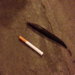 Dpat - Bloom (DC. edit)