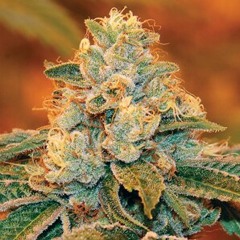 NEW HIT-Smoke2Much(produced by KM Redd, KM PNyce)BLAZE UP