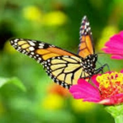 Butterfly Garden (radio edit