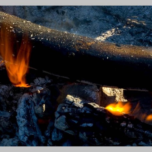 FIELDNOTES: I report on the sound-rhythm of Whitebark Pine, burning...