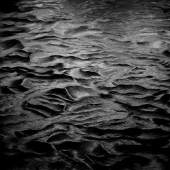 los perros en el mar