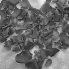 Black Rose-Trilla