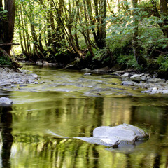 The spirit of the forest  | وحي الطبيعة أصوات من الغابة