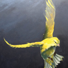Aria of Canaries