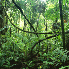 Faina - Behind Desturb Magic Forest