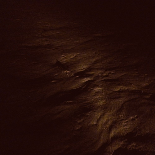 With The Stars