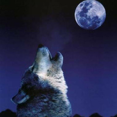 AbsurdAudio - Die 7 Waldfeen - & Wolfschweine