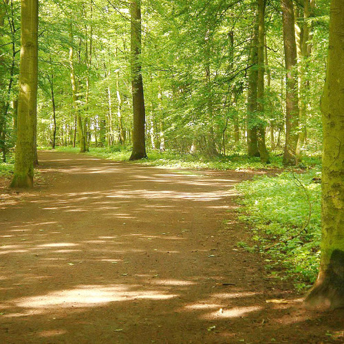 Die Wunderschöne Eilenriede - "Green Lung"